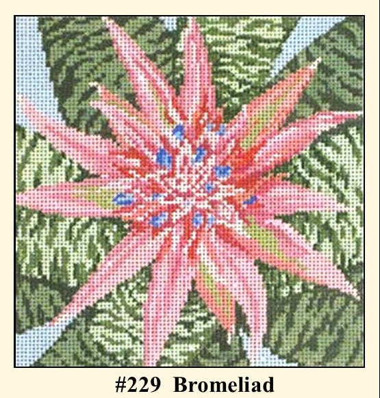 Bromeliad NC229