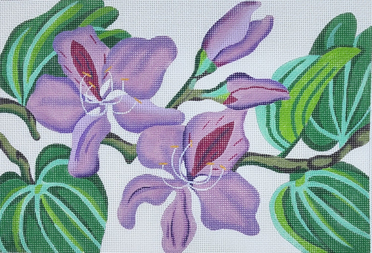 Purple Orchid