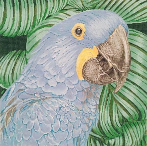 Parrot Hyacinth Macaw C-451b