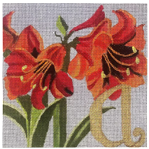 A For Amaryllis L08