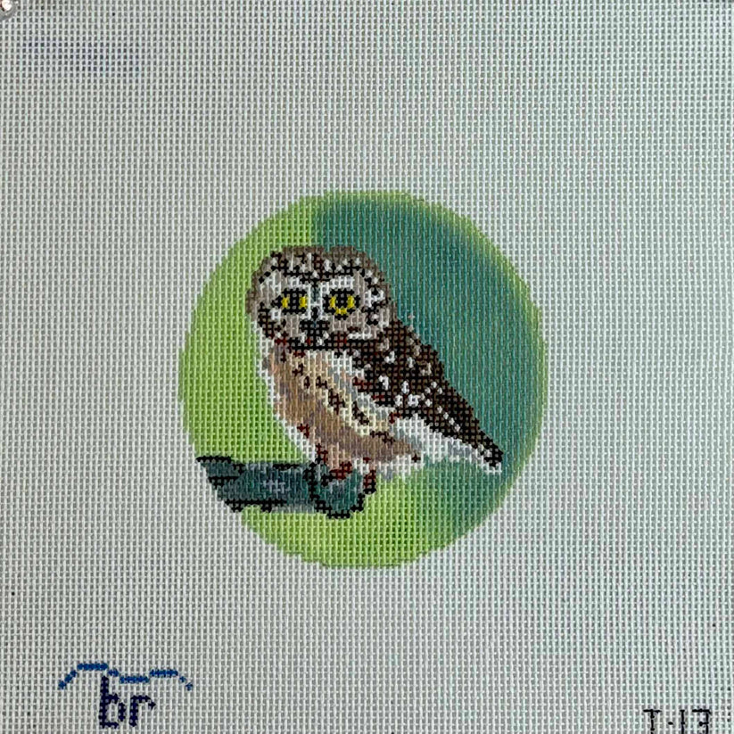 Saw Whet Owl T13