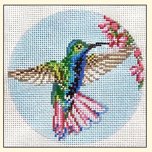Black Throated Mango Hummingbird NC1879