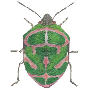 Little Bugs - Green & Pink C-591cc