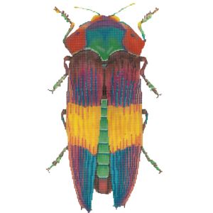 Little Bugs - Rainbow C-591dd