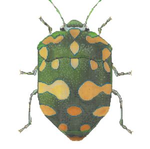 Little Bugs - Green & Yellow C-591ee
