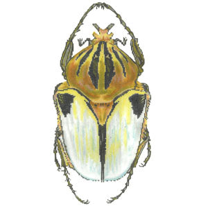 Little Bugs - White & Gold C-591gg