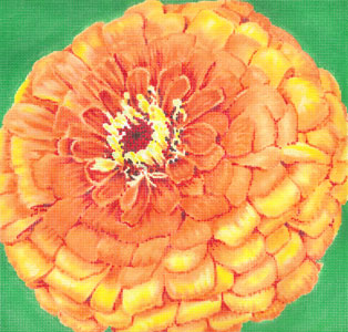 Quince Zinnia/ Green Background C-594b