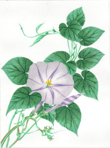 Morning Glory - Purple C-608
