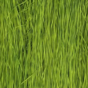 Straw Silk