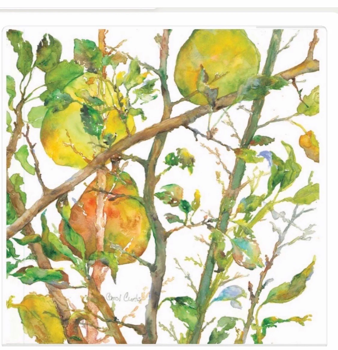 Pears